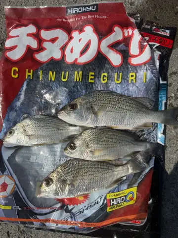 屏東縣塭豐海堤的銀雞魚，2026 年 9 月釣友實拍