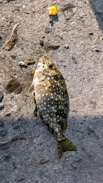 臺南市安平港的星斑臭肚魚,2026 年 10 月釣友實拍