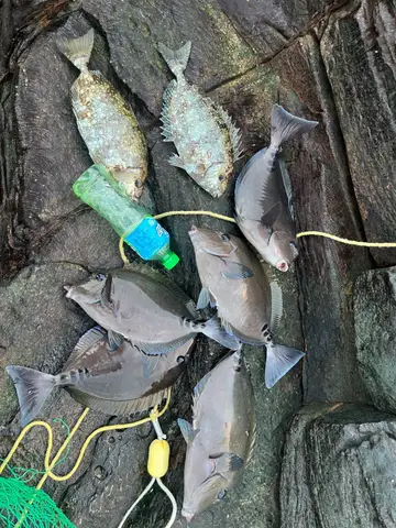 新北市和美漁港的褐臭肚魚，2025 年 11 月釣友實拍