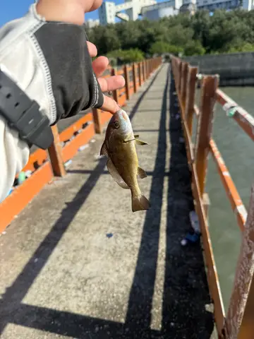 雲林縣臺西五港海岸的白姑魚，2026 年 8 月釣友實拍