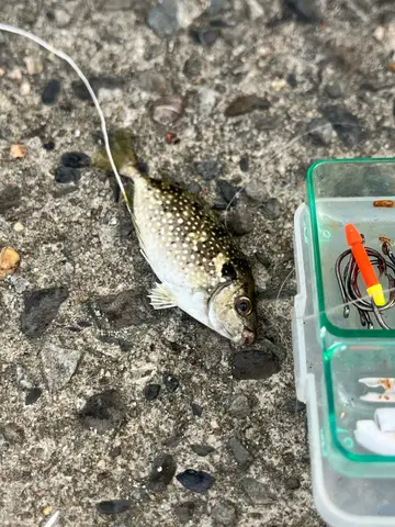 褐臭肚魚，2026 年 8 月釣友上鉤啊的實拍照片
