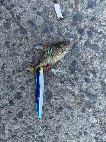 基隆市八斗子漁港的星斑臭肚魚，2026 年 9 月釣友實拍