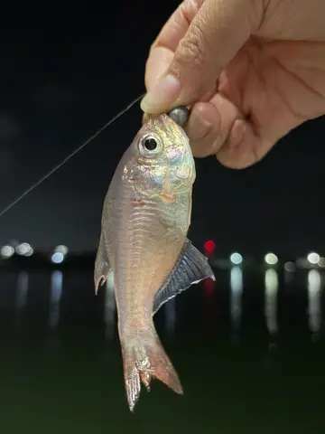 高雄市中芸漁港的箭天竺鯛,2026 年 10 月釣友實拍