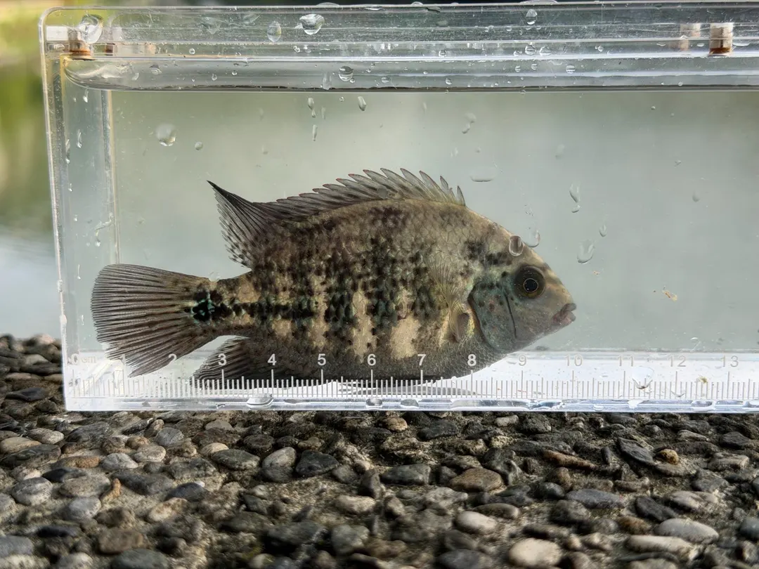 觀察箱裡約 10 公分的黑尾副尼麗魚幼魚,下方附量尺。