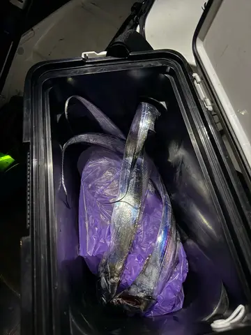 基隆市外木山漁港的白帶魚，2026 年 10 月釣友實拍