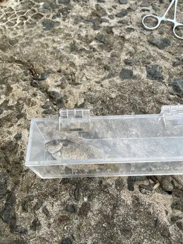 新北市草里漁港的刺臭肚魚，2026 年 10 月釣友實拍
