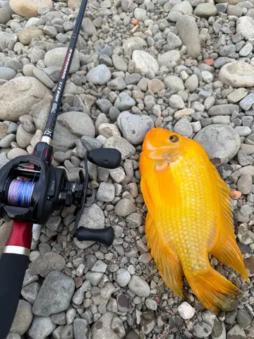 臺中市大里溪-大里段的厚唇雙冠麗魚，2026 年 10 月釣友實拍