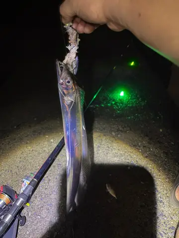 基隆市外木山漁港的白帶魚，2026 年 10 月釣友實拍