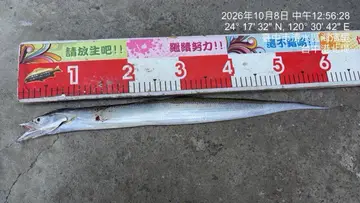 臺中港的白帶魚，2026 年 10 月釣友實拍