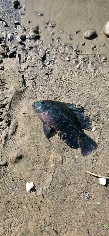 臺北市景美溪-文山段的黑尾副尼麗魚，2026 年 10 月釣友實拍
