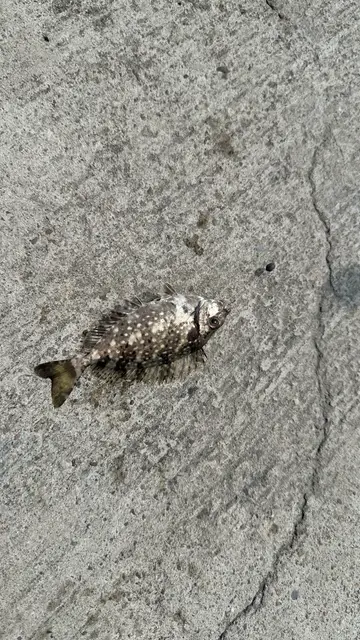 臺中港的刺臭肚魚，2026 年 9 月釣友實拍