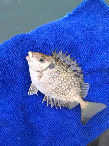 新北市水湳洞漁港的單斑臭肚魚，2026 年 10 月釣友實拍