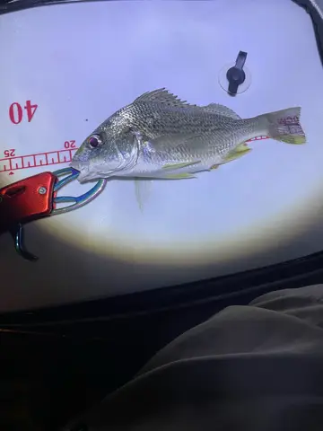 屏東縣大鵬灣的黃鰭棘鯛，2026 年 10 月釣友實拍