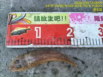 臺中港的印度牛尾魚，2026 年 10 月釣友實拍