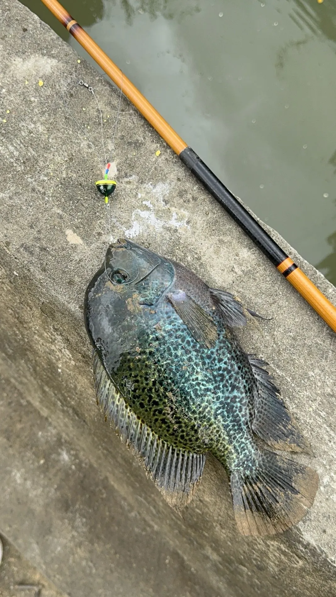 標成花身副麗魚、其實是火口魚：身體高、頭小、全身細小黑點，沒有網狀大斑。