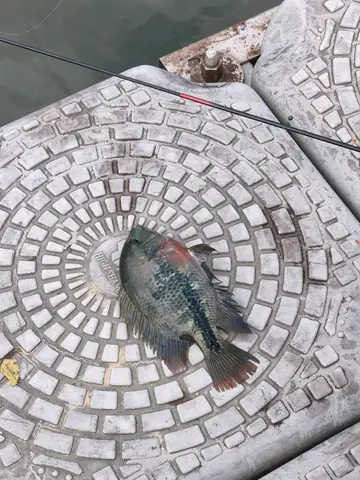 臺北市基隆河的羅漢魚，2026 年 10 月釣友實拍