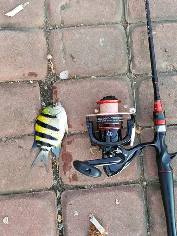 屏東縣枋寮漁港的條紋豆娘魚，2026 年 10 月釣友實拍