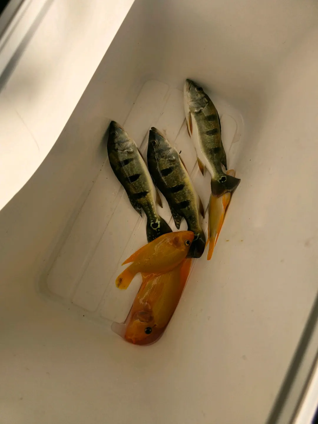 日月潭一帶的一桶小眼點麗魚,是這次紀錄裡最北、海拔最高的地方。