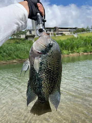臺北市景美溪-文山段的黑尾副尼麗魚，2026 年 10 月釣友實拍