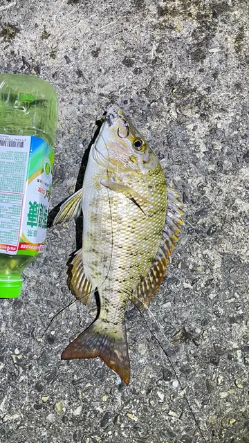 基隆市八斗子漁港的單斑龍占魚，2026 年 4 月釣友實拍