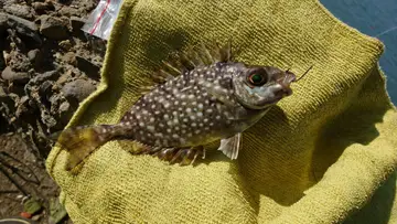 臺南市七股潟湖的星斑臭肚魚，2026 年 10 月釣友實拍