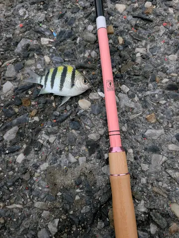 新北市草里漁港的條紋豆娘魚，2026 年 10 月釣友實拍