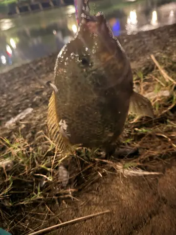 臺北市基隆河的黑尾副尼麗魚，2026 年 10 月釣友實拍