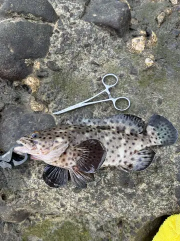 新北市麟山鼻漁港的瑪拉巴石斑魚，2026 年 10 月釣友實拍