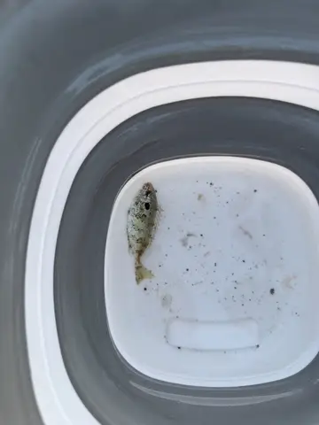 基隆市外木山漁港的星斑臭肚魚，2026 年 10 月釣友實拍
