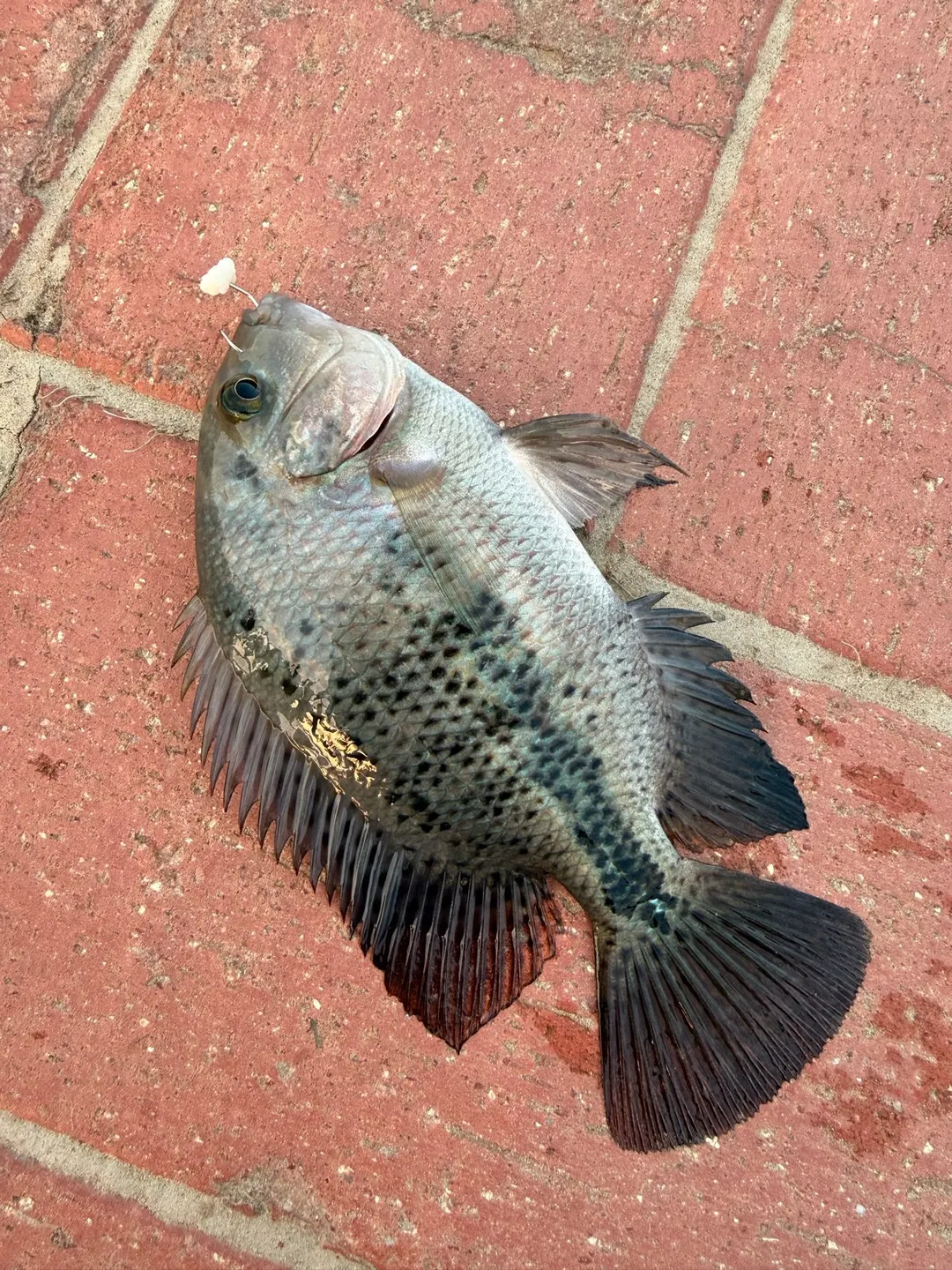 臺北河濱的火口魚，也被標成花身副麗魚。