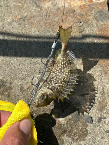 臺中港的褐臭肚魚，2026 年 10 月釣友實拍