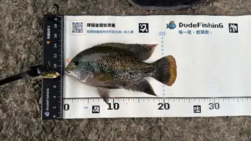 臺北市基隆河的黑尾副尼麗魚，2026 年 10 月釣友實拍