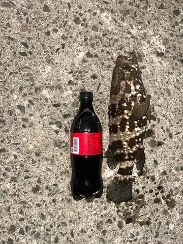 新北市麟山鼻漁港的瑪拉巴石斑魚，2026 年 10 月釣友實拍