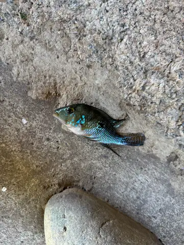 臺北市內溝溪-內湖段的巴西珠母麗魚，2026 年 10 月釣友實拍