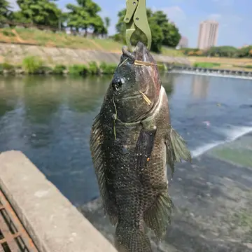 臺中市旱溪排水-大里段的莫三比克口孵非鯽，2026 年 10 月釣友實拍