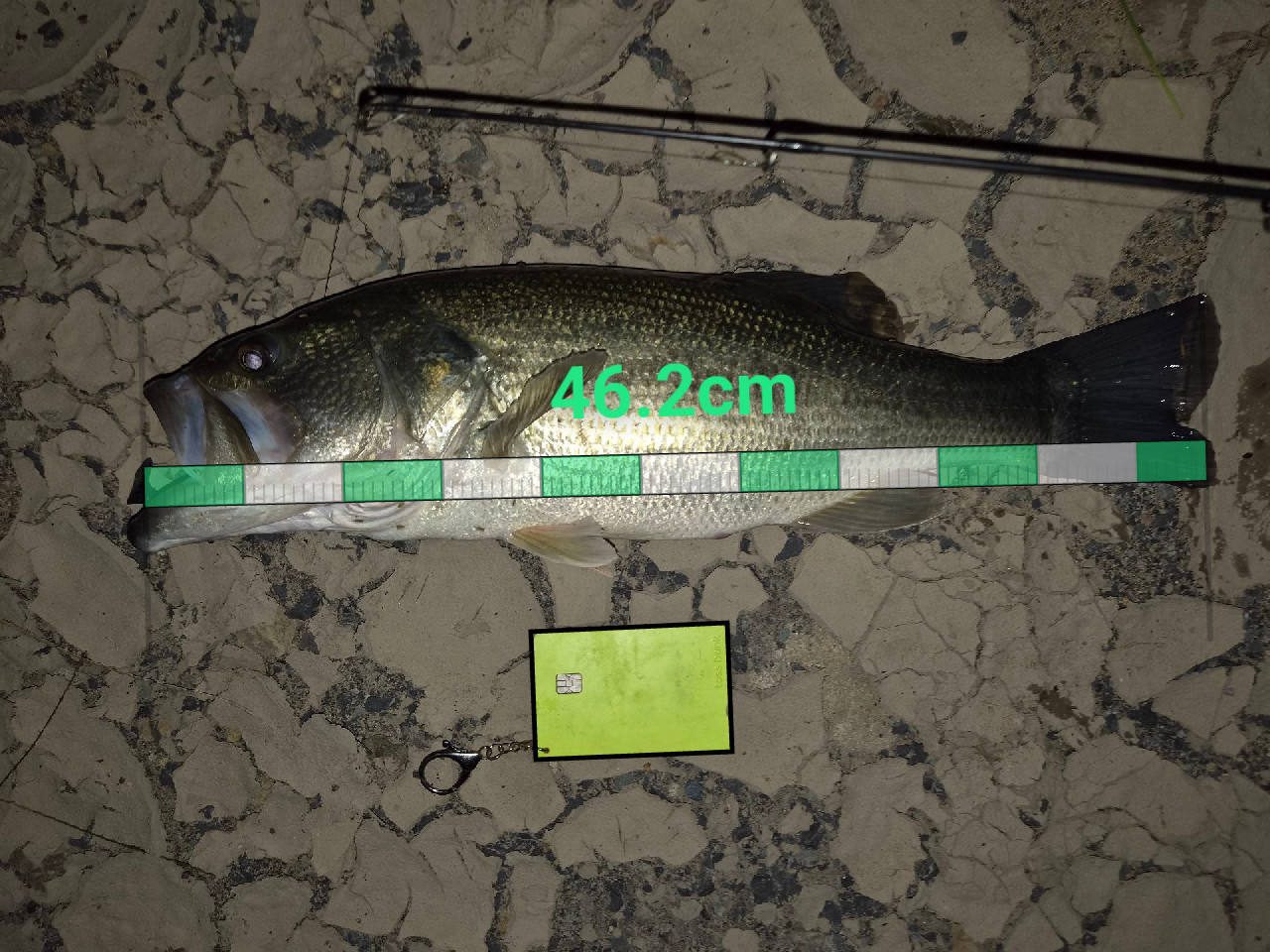 자리 비공개 46.2cm 배스 조과