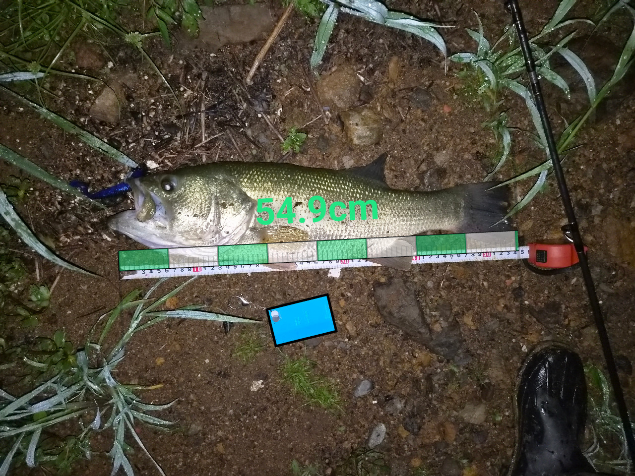 자리 비공개 54.9cm 배스 조과