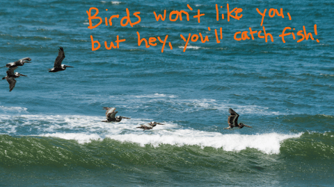 Birds are a good sign