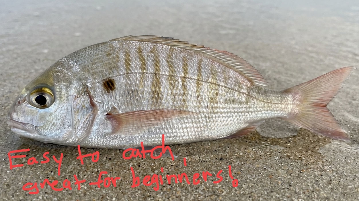 Spot, easy to catch, great for beginners