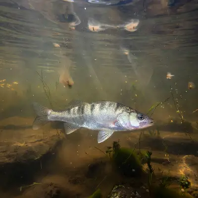 White perch simply can't see very well in murky water, so they rely heavily on their other senses to find food.