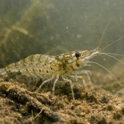 A live grass shrimp under a float is a simple, effective way to get a natural presentation in murky water.