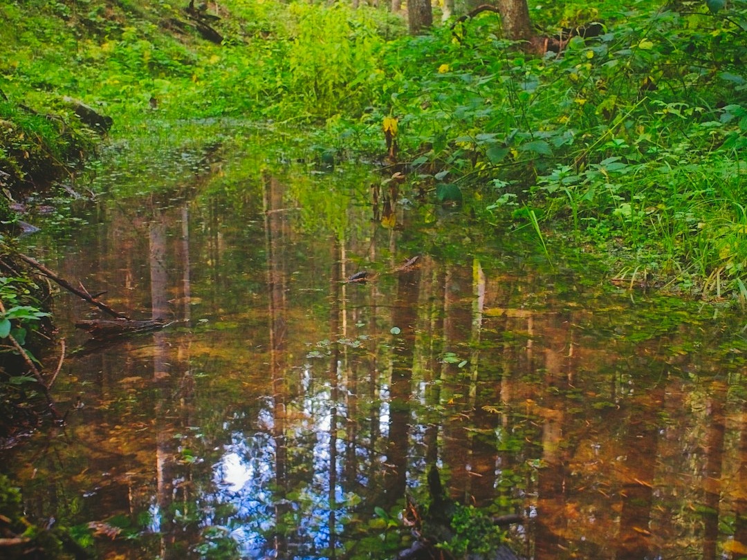 Vegetation can provide food, shade, and oxygen