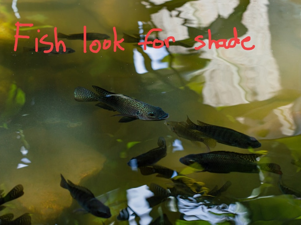 fish look for shade