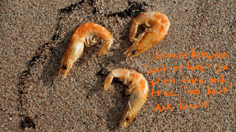 Unsure? Go with live bait!