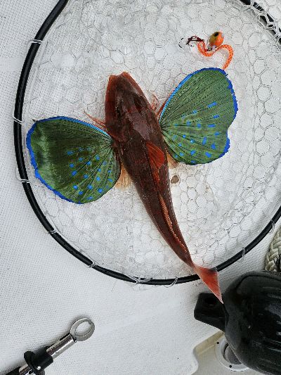 ホウボウ