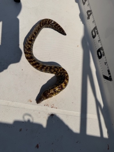 コケウツボ