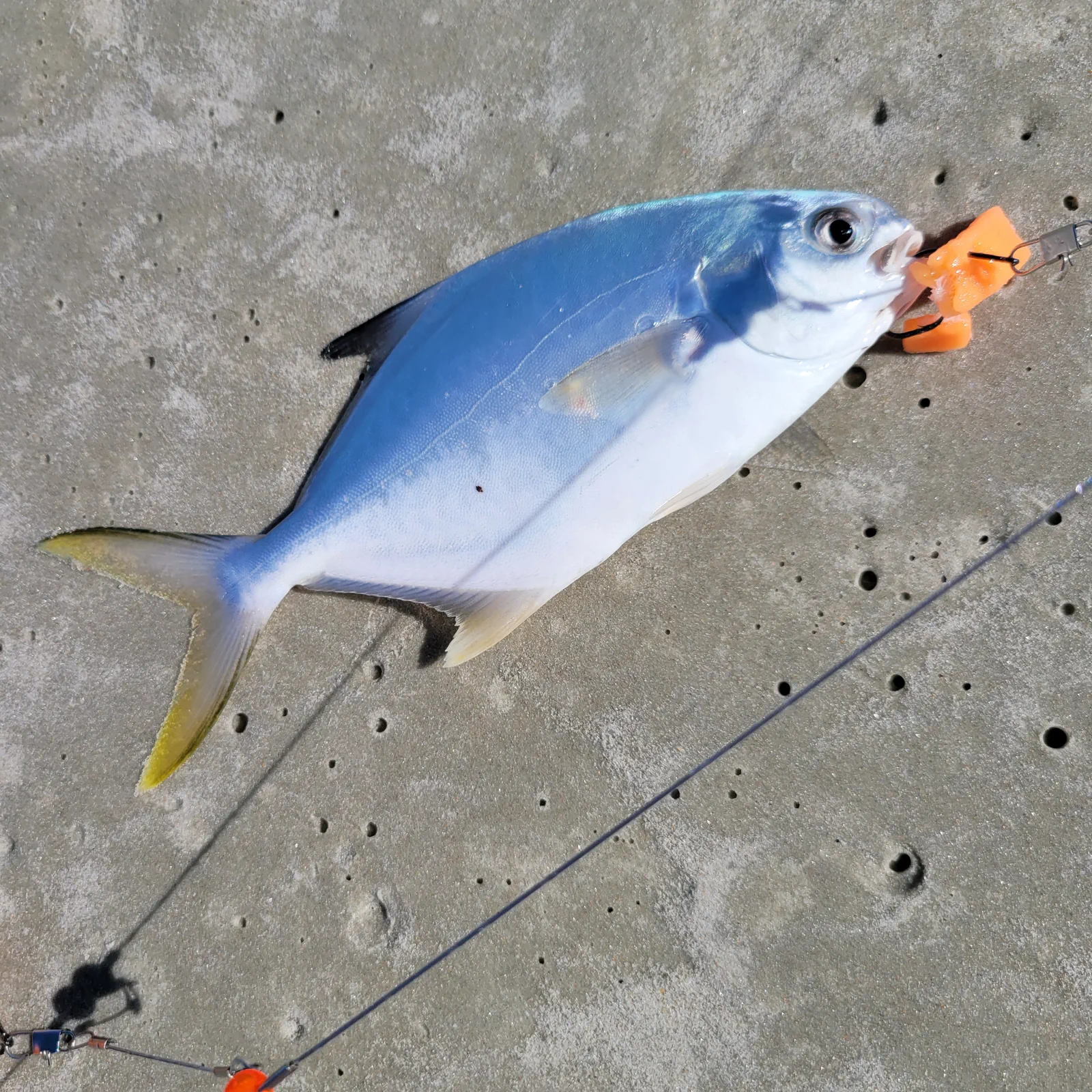 Florida Pompano on FishReel