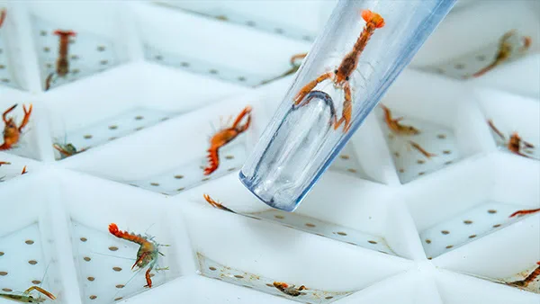 In case you were wondering what baby lobsters look like.