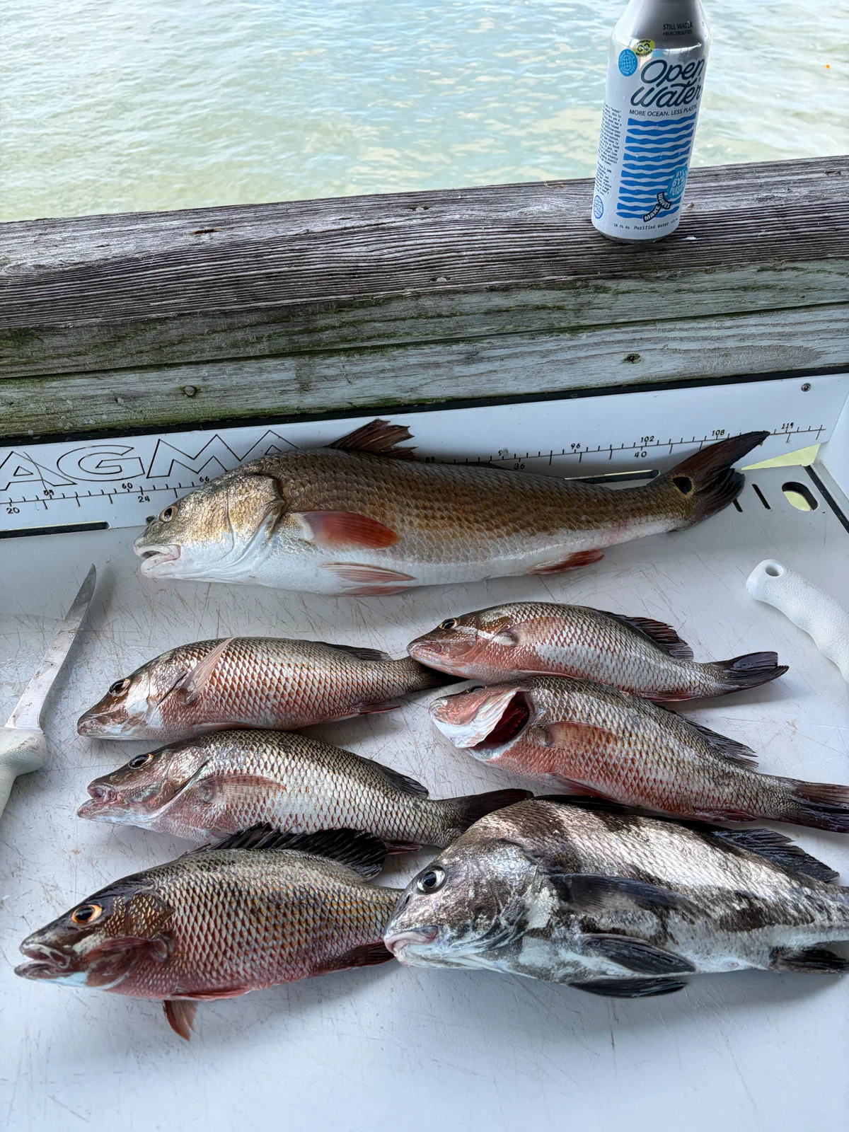 Morning catch with Dave at his secret spot