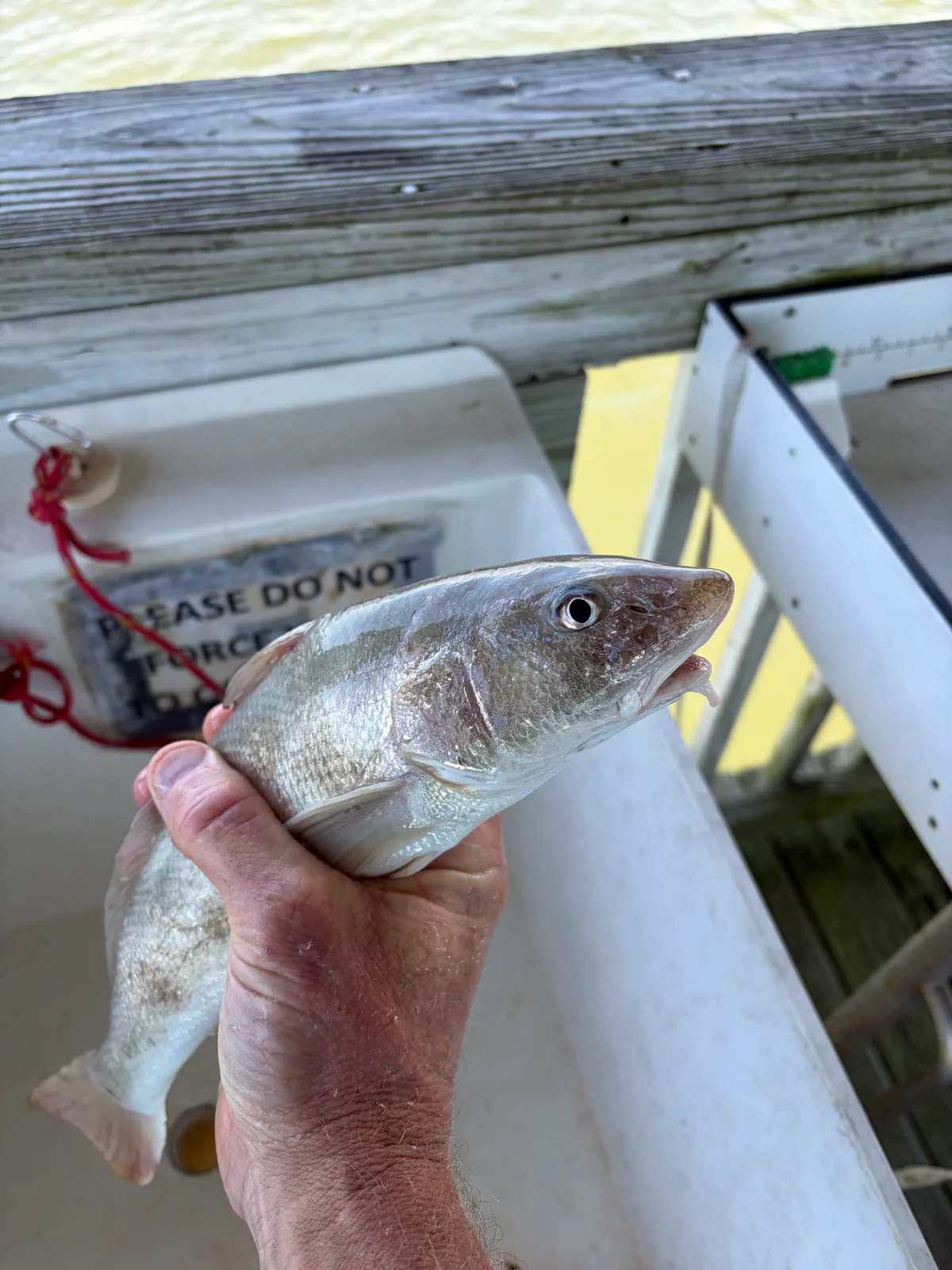 Whiting on FishReel